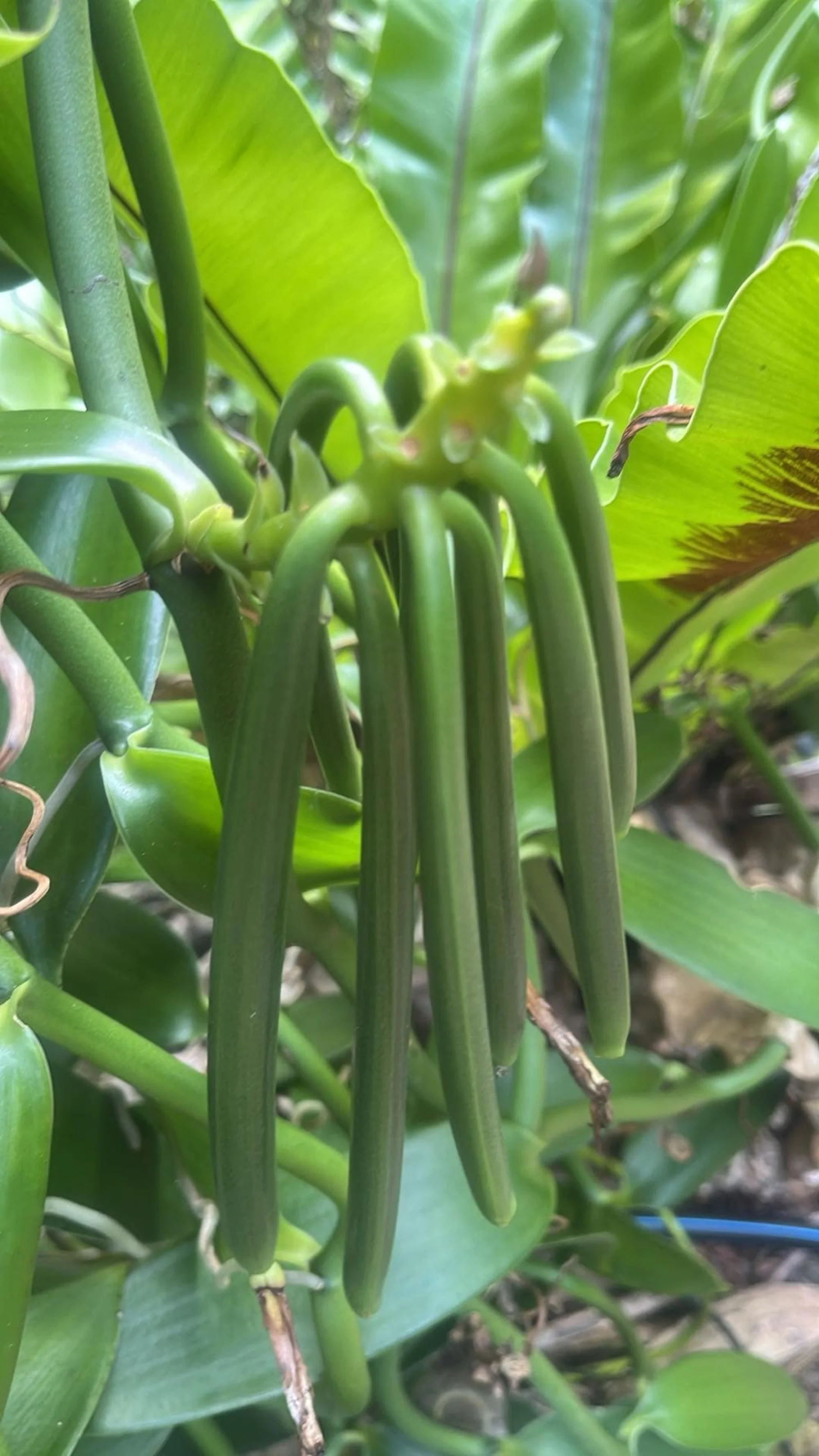 Gousse verte de vanille