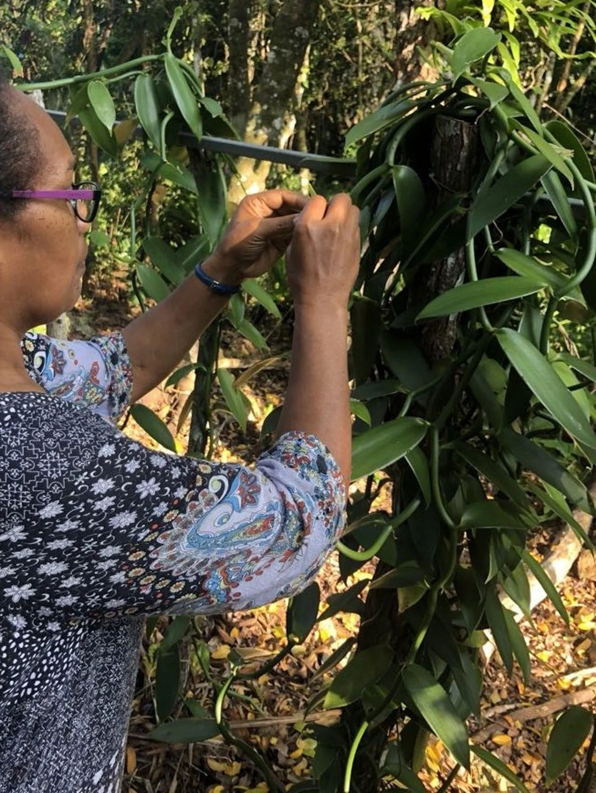 Plant de vanille sur tuteur