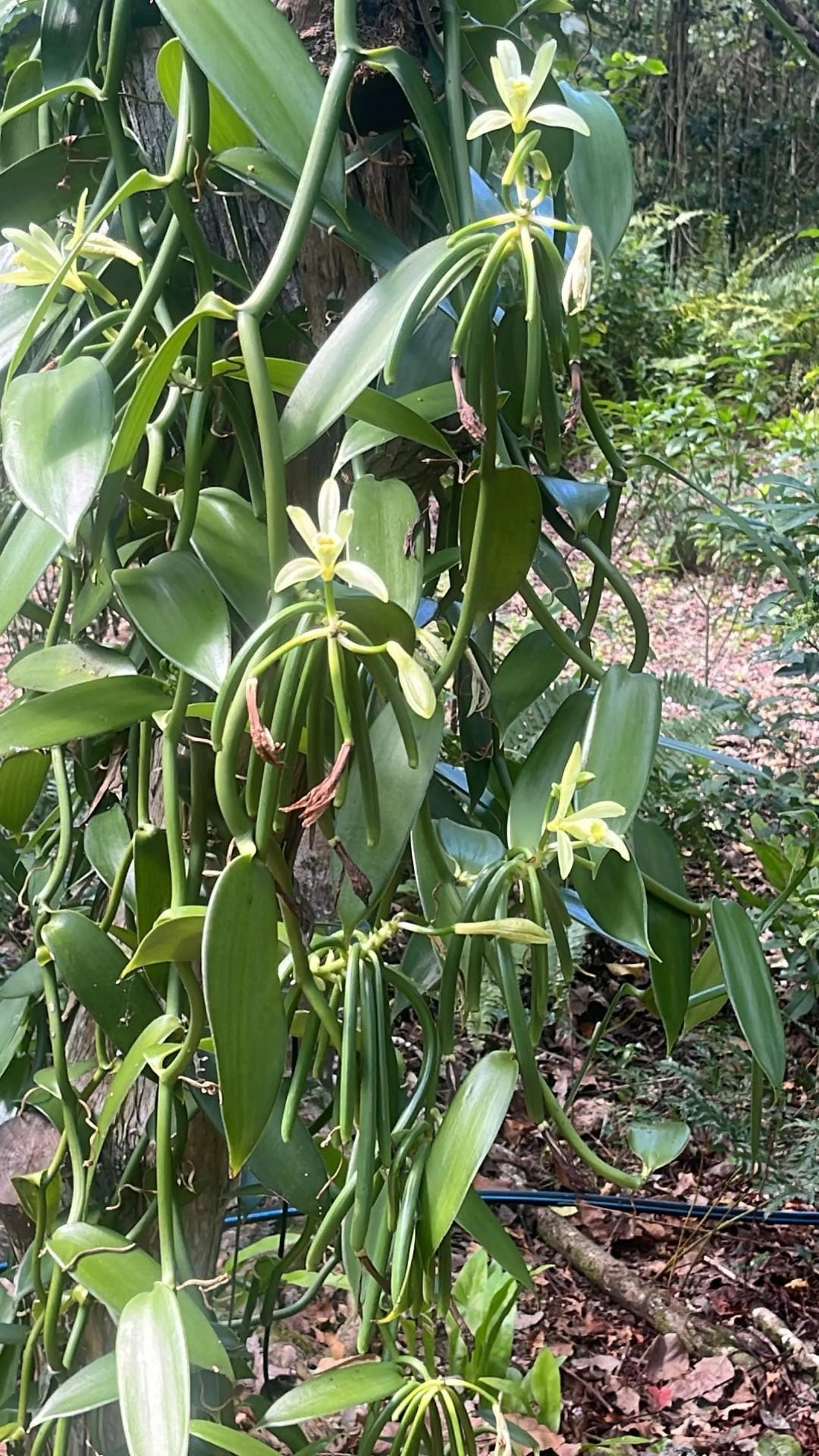 Fleur de vanille