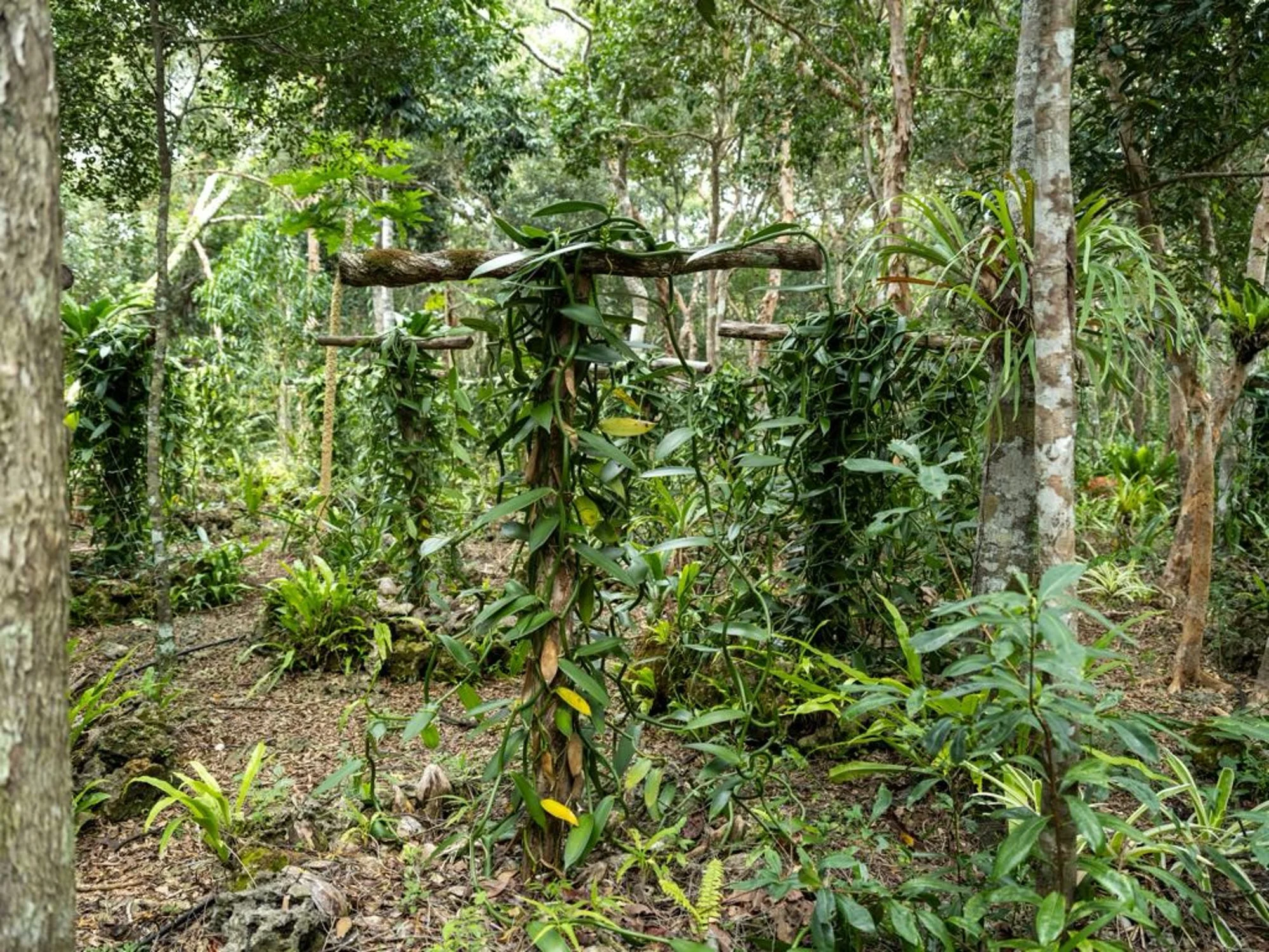 Champ de vanilliers en foret