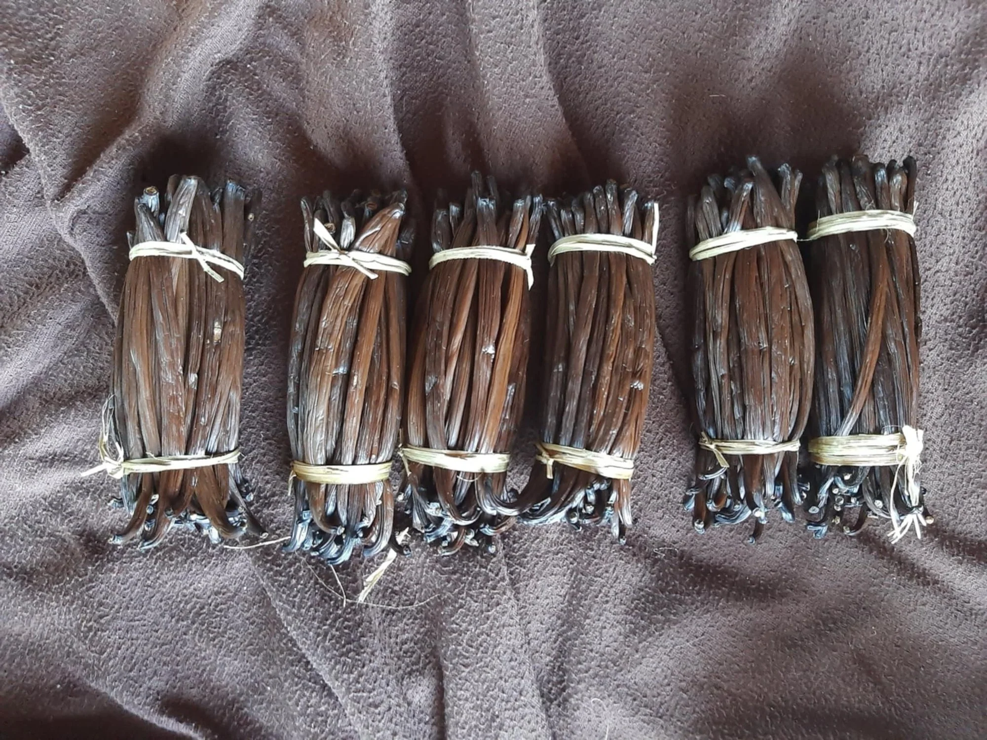 Vanille en foret